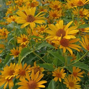 ���� ��������: ������� ������