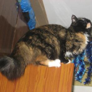 ����: ������ � �����