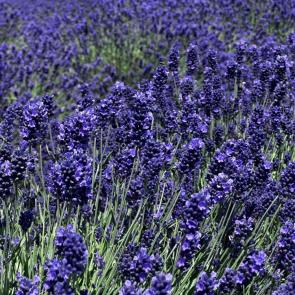 ����: �������