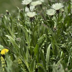 ����: ������������ ����������