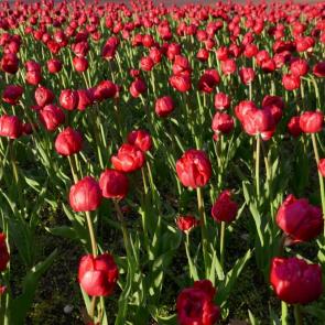 ���� ��������: 