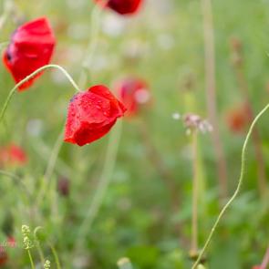 ����: ������� ���� ����� �����