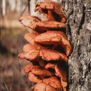 ���� ��������: 