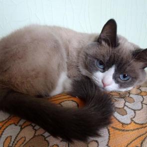 ����: ������������.