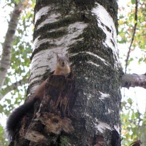 ����: ��� ������.