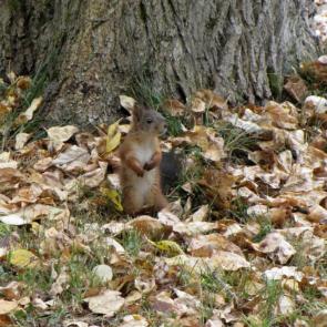 ����: ��� ���?