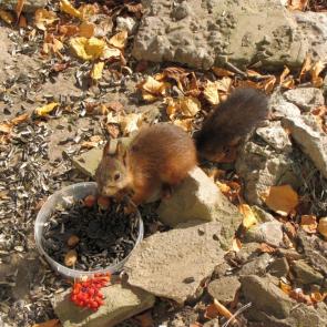 ����: �������.