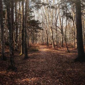 ���� ��������: 