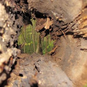 ����: ������ � ����