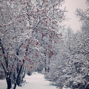 ���� ��������: 