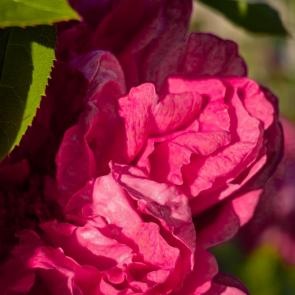 ���� ��������: 