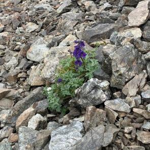 ���� ��������: 