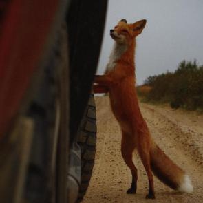 �������� ����������