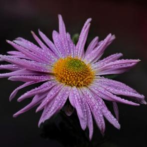 ���� ��������: � ������ �����. 