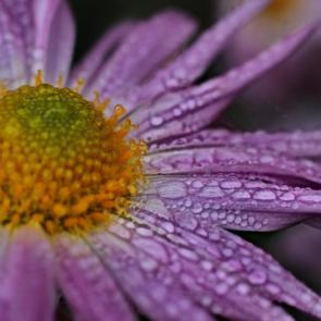 ���� ��������: �����. 