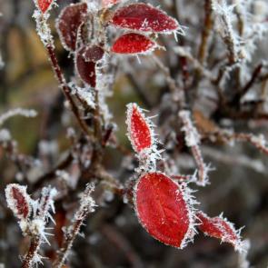 ����: ������