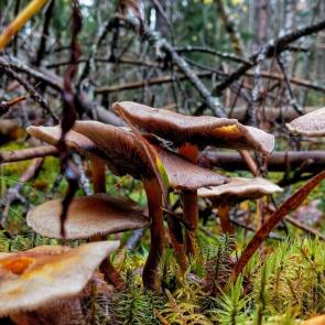 ����: ��������