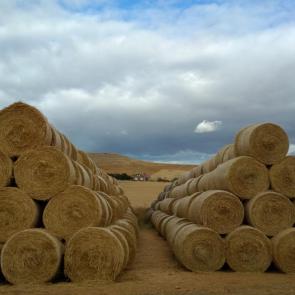 ����: �����