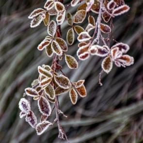 ����: ������� ��������