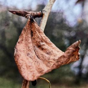 ����: ����