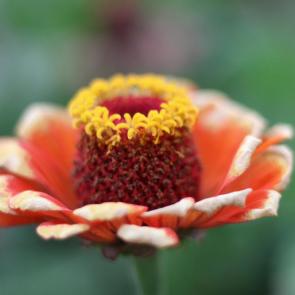 ����: �������