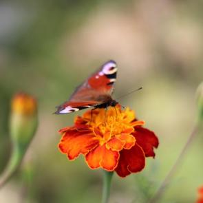 ����: ��������