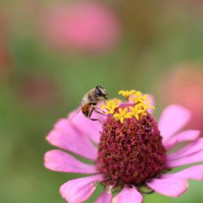 ����: ������