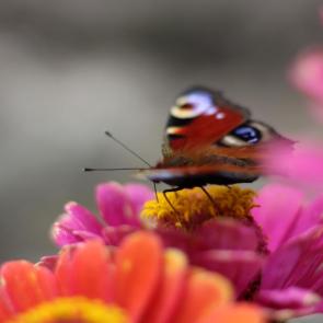 ����: ������