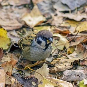 ����� � ������