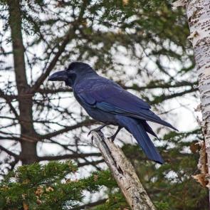 ����: ����� ����� ������� 