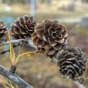 ����: ����� �����������