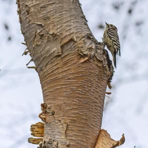 ���� ��������: ������-���������