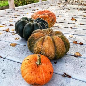 ����: �������