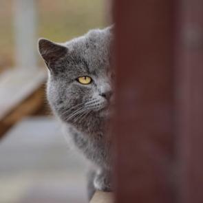 ���� ��������: ������. 