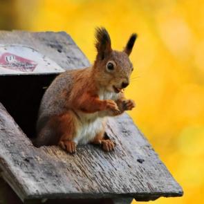 ���� ��������: � �������. 