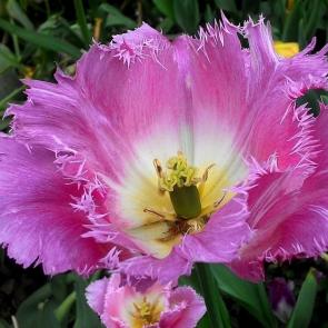 ���� ��������: 