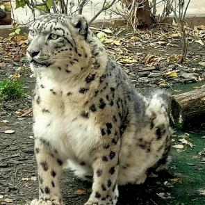 ���� ��������: 