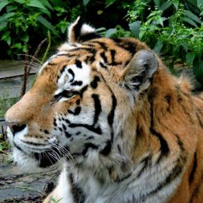 ���� ��������: 