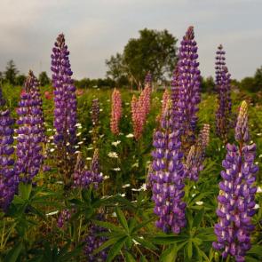 ���� ��������: ��������� ������