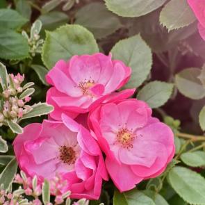 ���� ��������: 