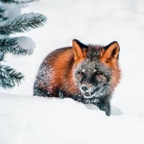 ���� ��������: 