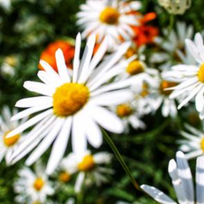 ����: ������� �����