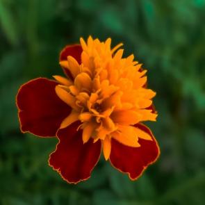 ���� ��������: 