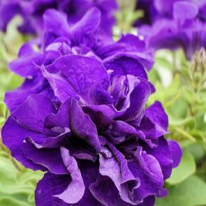 ���� ��������: 