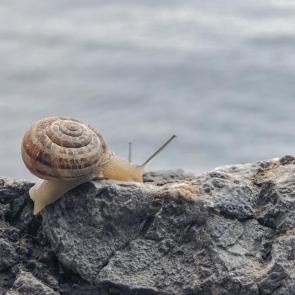 ����: � ����