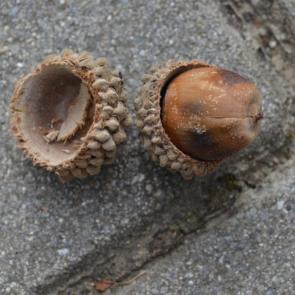 ������ ����