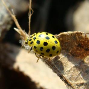 ����: ����� �������