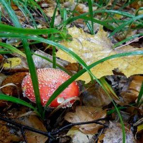 ����: �� �����