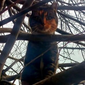 ����: ������ ����