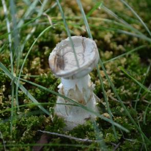 ����: ��������